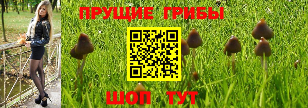 Вышний Волочёк  Галлюциногенные грибы Psilocybe  Вход с VPN 